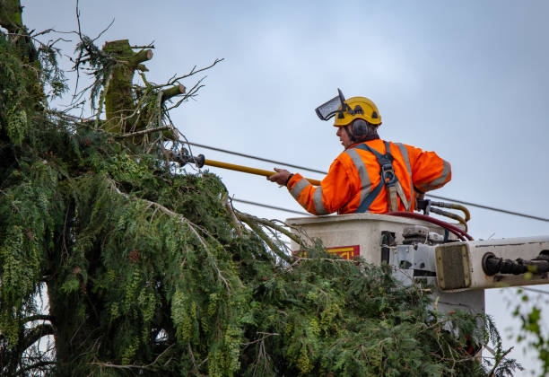 Tree Removal Services